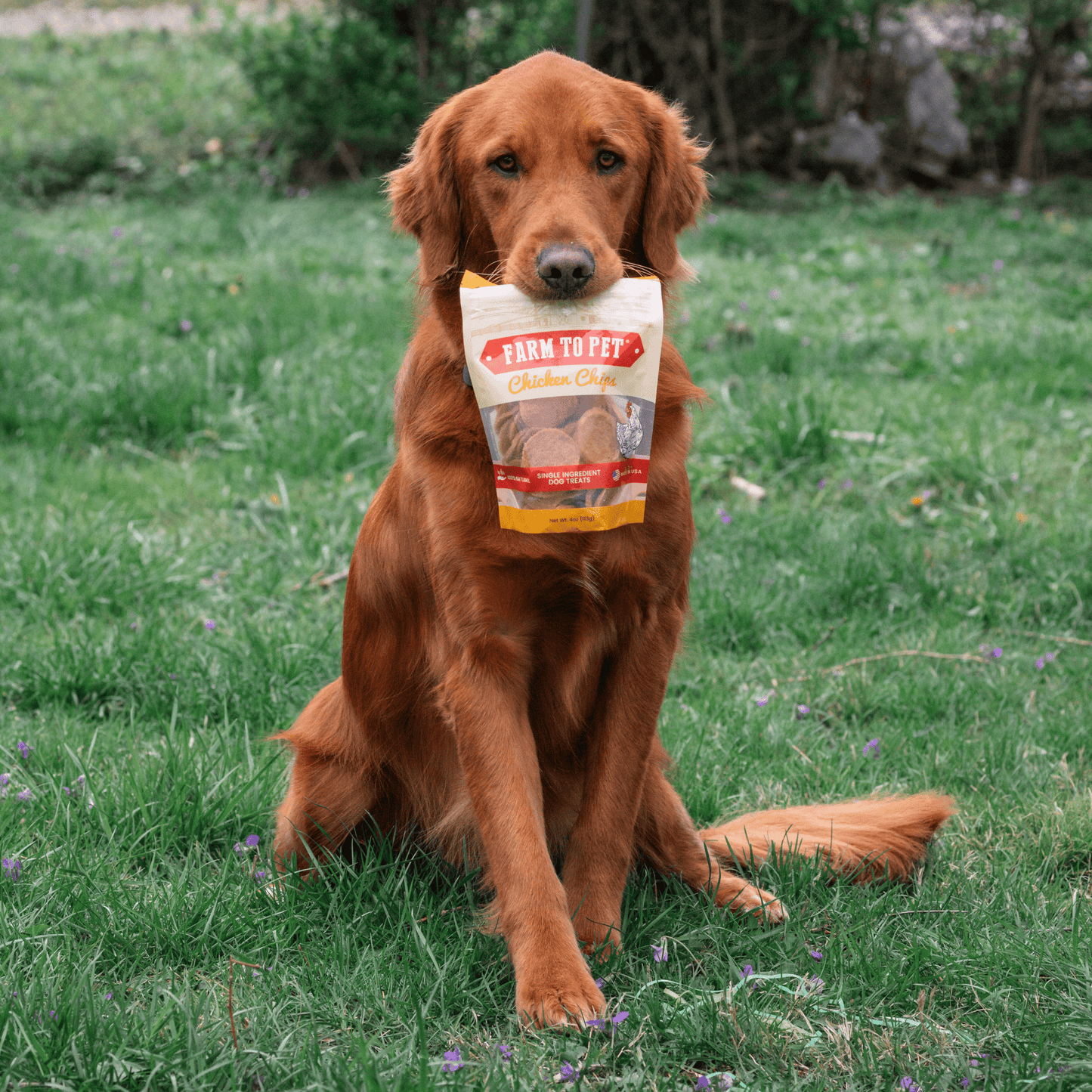 Patatas fritas de pollo para perros | Premios para perros de un solo ingrediente totalmente naturales