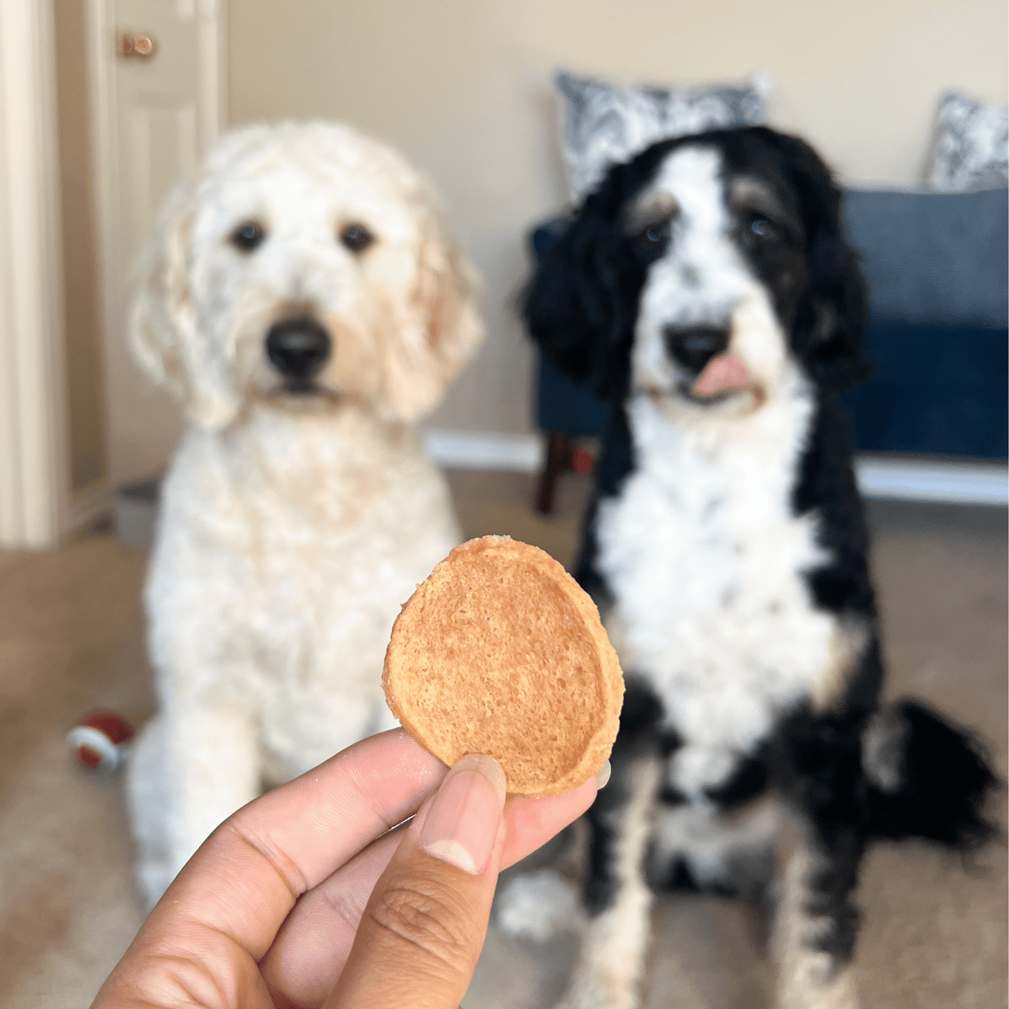 Patatas fritas de pollo para perros | Premios para perros de un solo ingrediente totalmente naturales