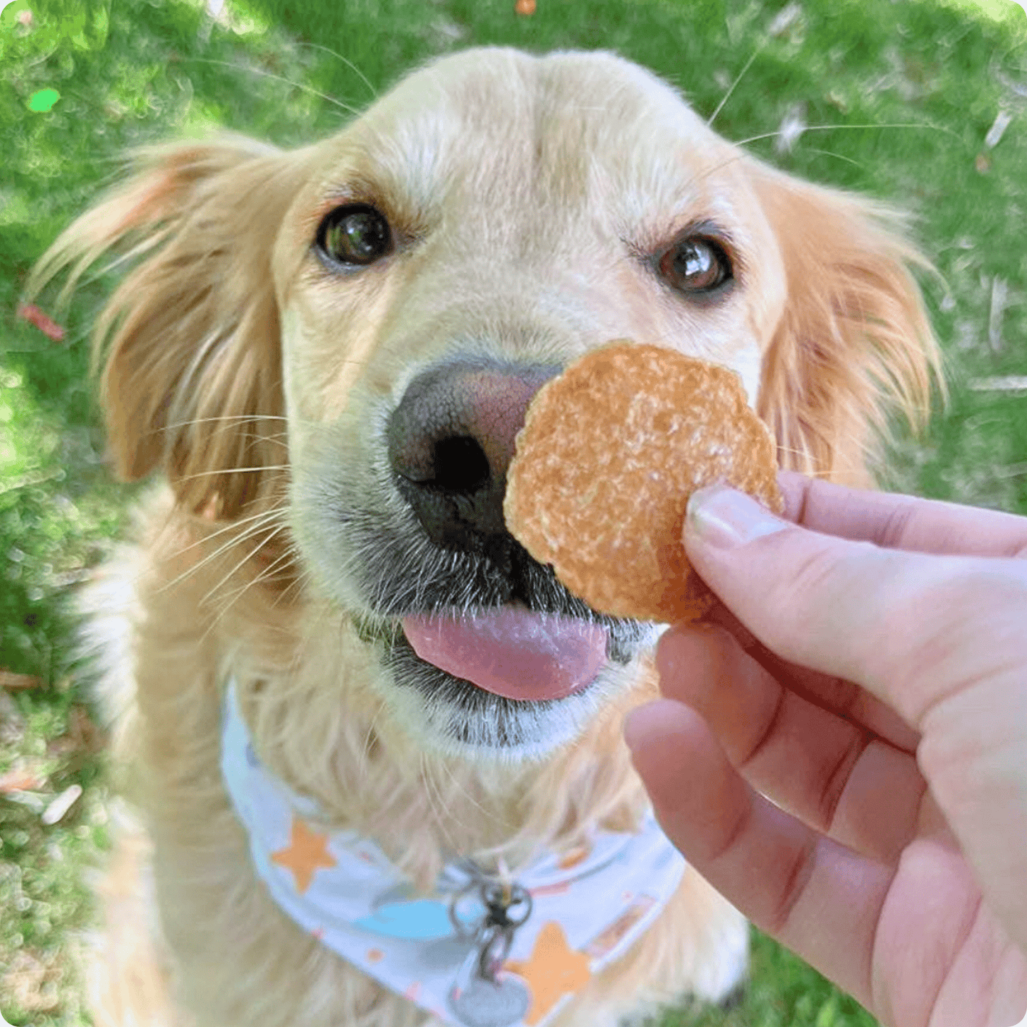 Patatas fritas de pollo para perros | Premios para perros de un solo ingrediente totalmente naturales